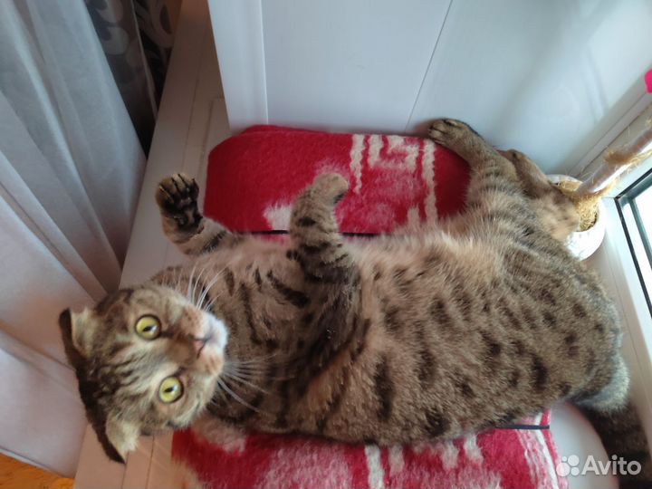 Котик ищет дом