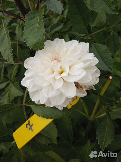 Георгины сортовые