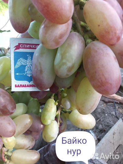 Саженцы винограда