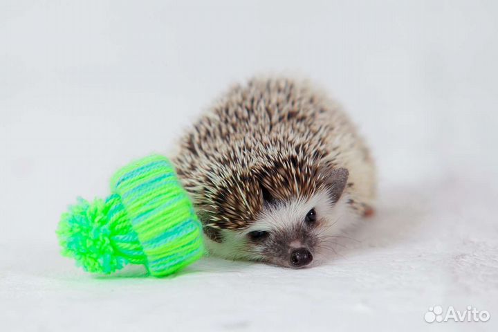 Вязка. Африканский карликовый Еж