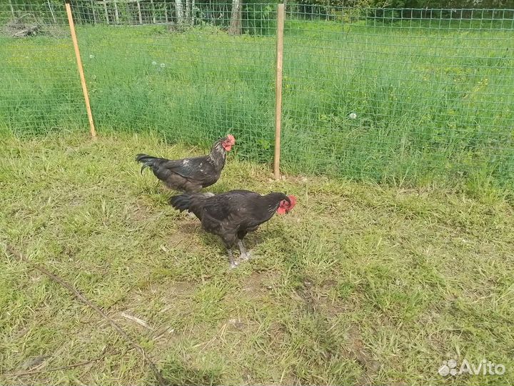 Супер петух