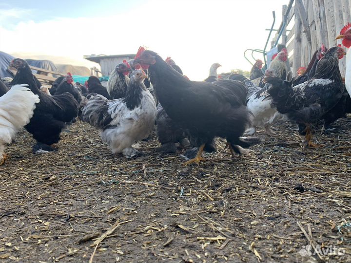 Курочки декоративные