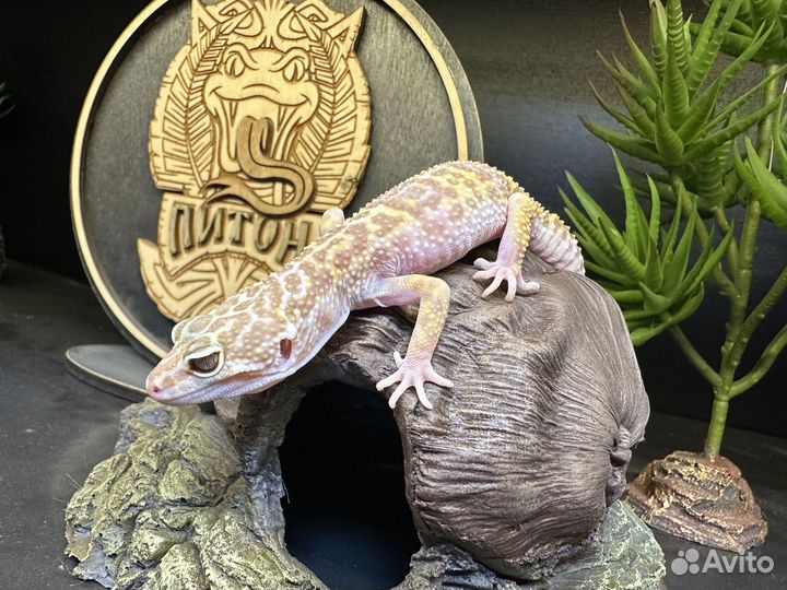 Пятнистый эублефар