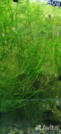 Аквариумные рыбки и растения в москве