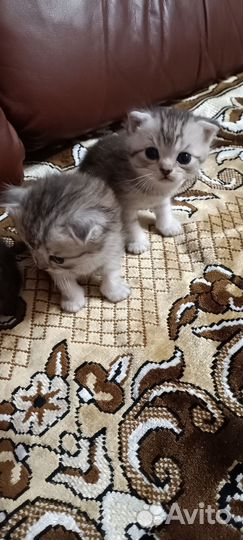 Шотландские котята