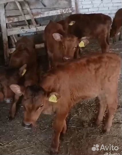 Бычки и телята