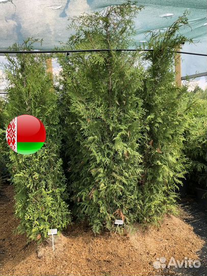 Туи с доставкой и посадкой