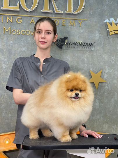 Стрижка собак. Грумер