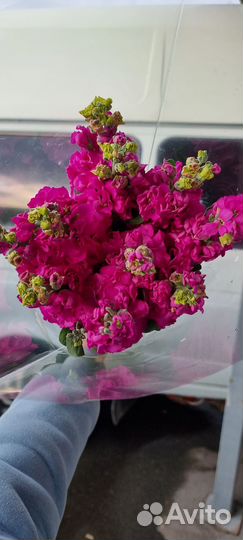 Маттиола, каллы - оптом и в розницу