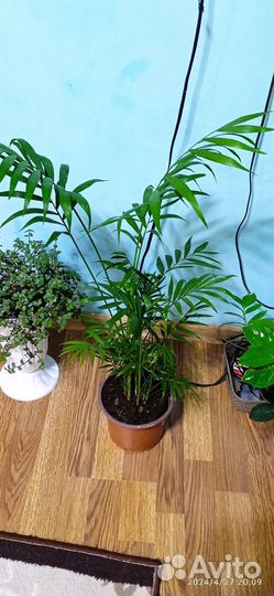 Хамедорея элеганс