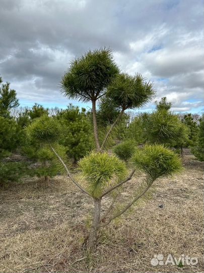 Сосна Бонсай