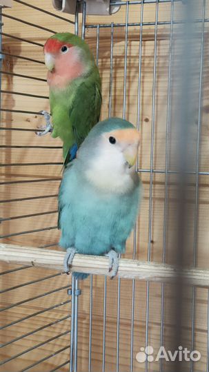 Попугай неразлучники с клеткой