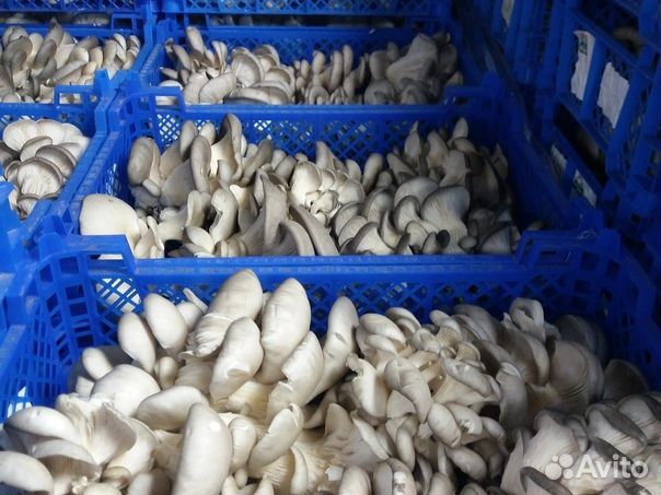 Грибы Вешенка (свежие)