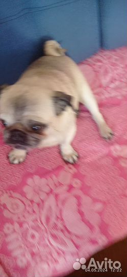 Мопс в добрые руки