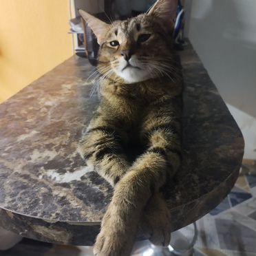 Чаузи, взрослый кот