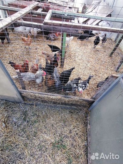 Куры молодки