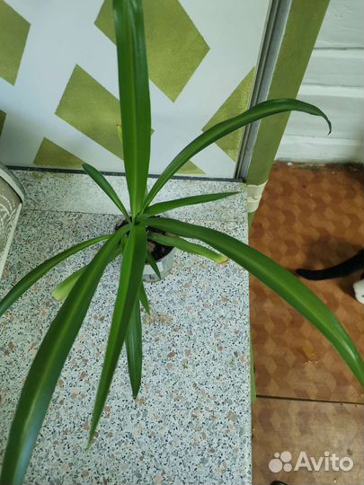 Хлорофитум