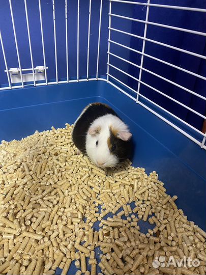 Морская свинка