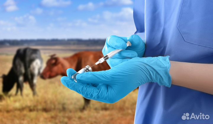 Ветеринарный врач крс