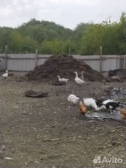 Дворянское подворье