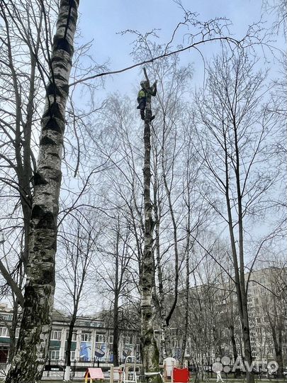 Спил деревьев, обрезка веток. Удаление пней