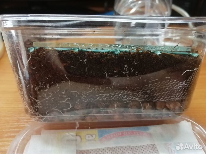 Гриндальский червь