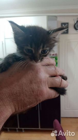 Котенок бесплатно