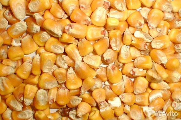 Кукуруза пшеница