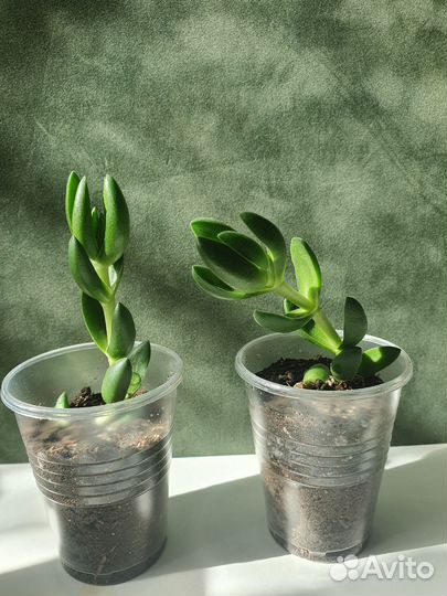 Крассула Бен (Crassula Ben)