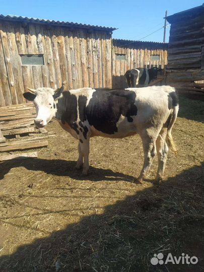 Крупно рогатый скот