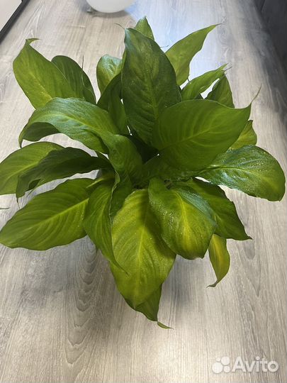 Спатифиллум