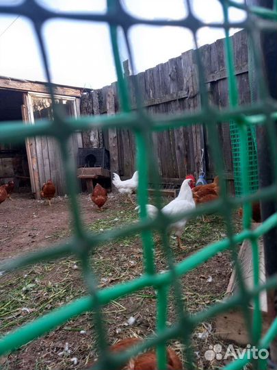 Молодые петушки