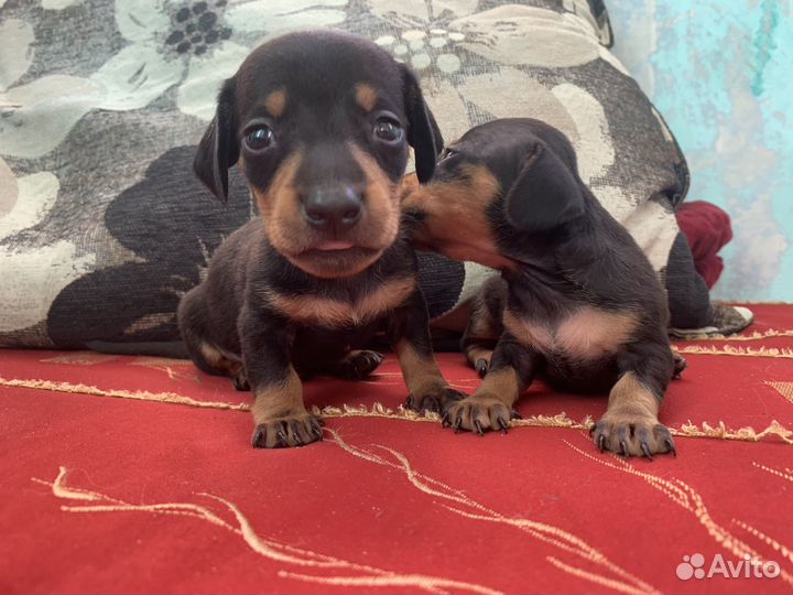 Щенки стандартной таксы