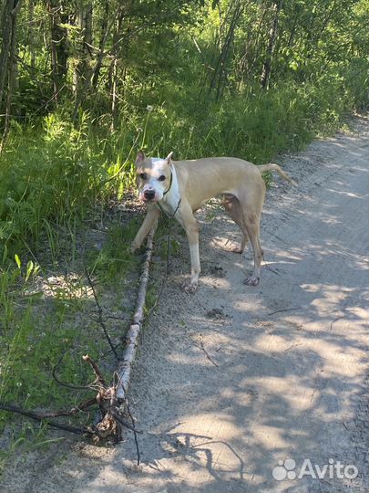 Стаффордширский терьер в добрые руки