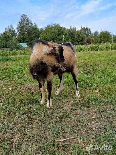 Услуги козлика