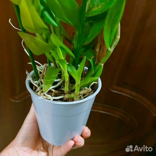 Epidendrum Nordic Fire редкая ароматная Отцвела