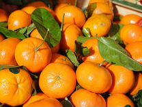 Мандарины, апельсины, лимоны (цитрусовые) оптом