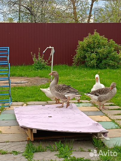 Гуси Серые крупные