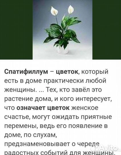 Цветок комнатный 