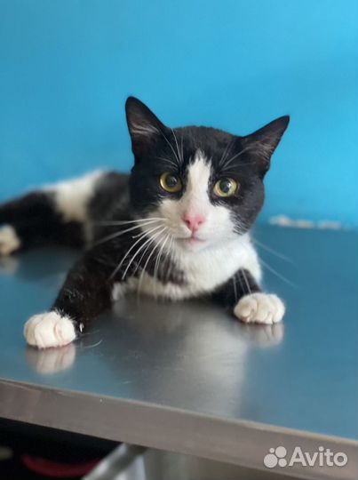 Котик в добрые руки