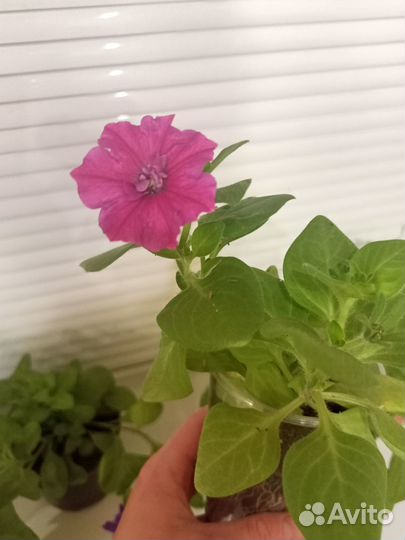 Продам цветы