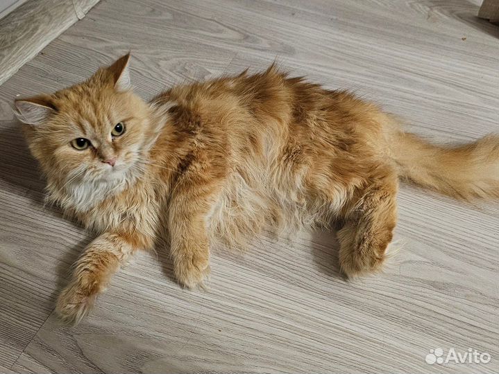 Кошка в дар