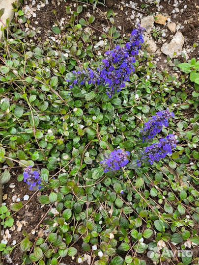 Живучка ползучая