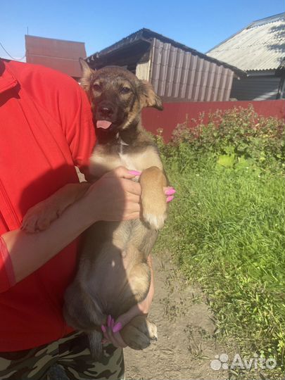 Щенки бесплатно