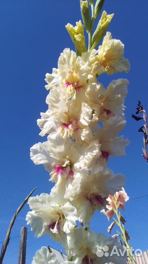 Гладиолусы луковицы и детки