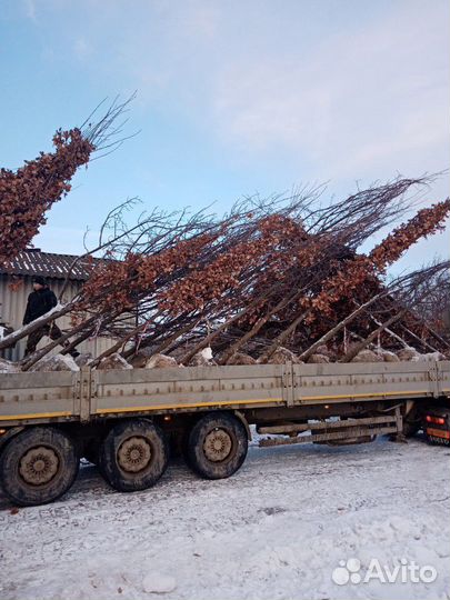 Дуб черешчатый