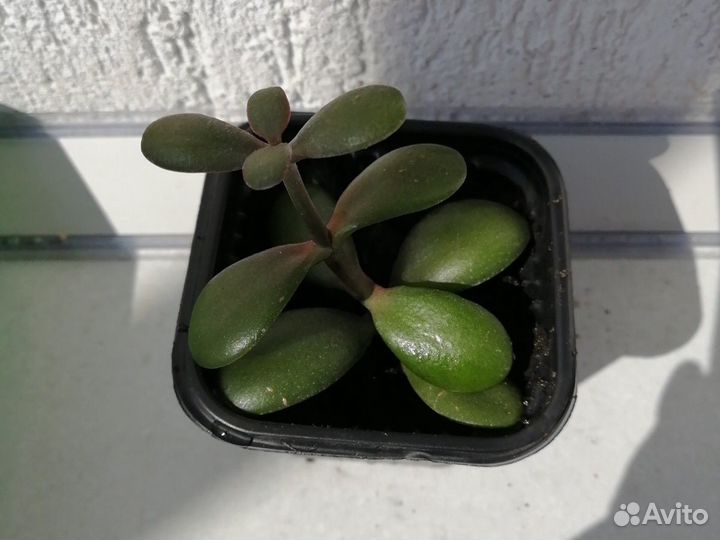 Толстянка (денежное дерево)