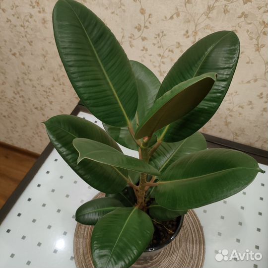 Фикус с горшком