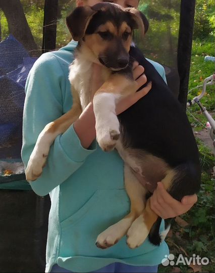 Красивые щенята