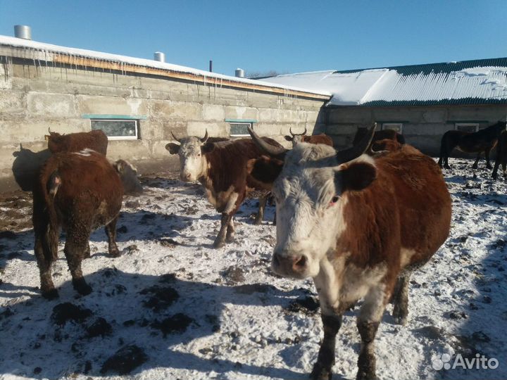 Продам стельных коров